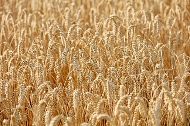 Cosecha Una foto de un vibrante campo rural en cosecha.