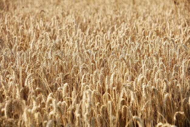 Cosecha Una foto de un vibrante campo rural en cosecha.