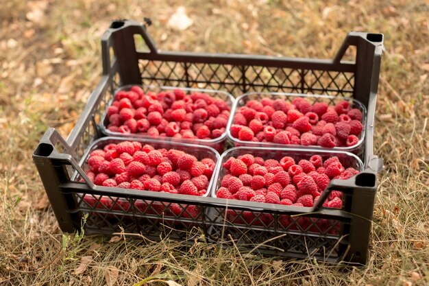 Cosecha de frambuesas frescas y jugosas en una caja de plástico en el suelo. Temporada de cocción de mermelada.