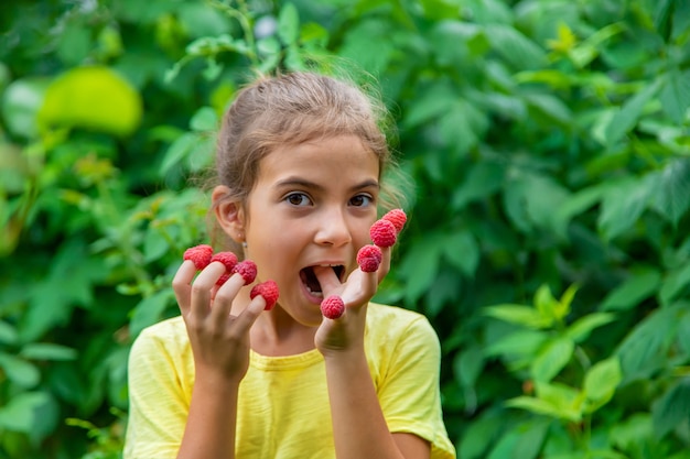 Cosecha frambuesas en manos de un niño. Enfoque selectivo. Naturaleza.