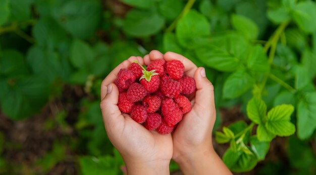 Cosecha frambuesas en manos de un niño. Enfoque selectivo. Naturaleza.