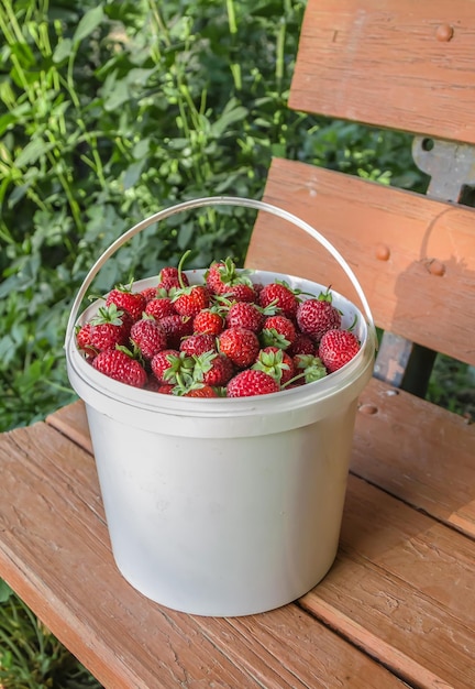 Cosecha fresas en un balde en la naturaleza.