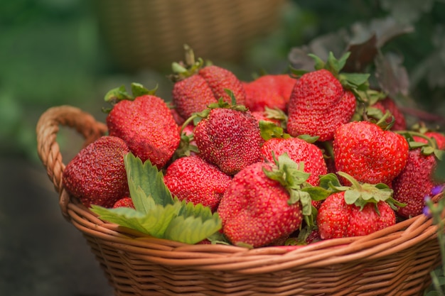 Cosecha de fresas en canasta