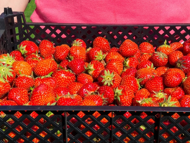 Cosecha de fresas frescas en junio Fresa roja dulce Caja de granja de fresas con bayas maduras