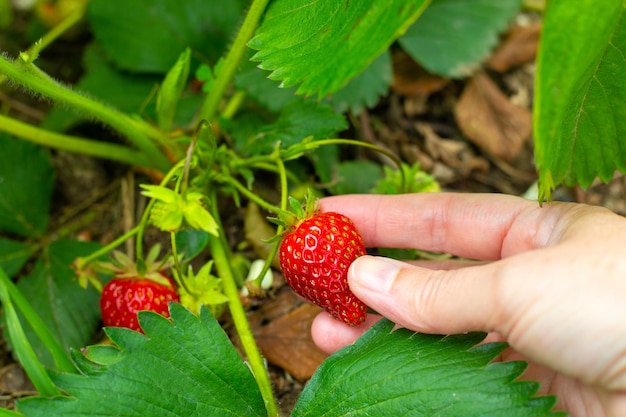 Cosecha de fresas La mano de una mujer recoge una deliciosa baya madura de un arbusto en el jardín