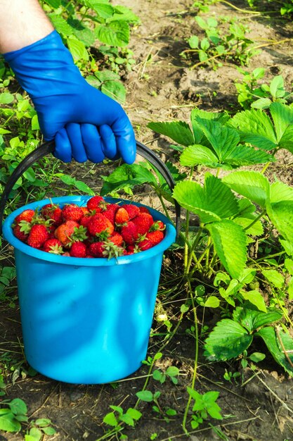 Cosecha de fresas en verano u otoño en la plantación.