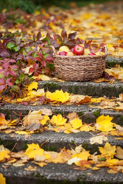 Cosecha fresca de manzanas. Jardinería de otoño. Manzanas rojas orgánicas en una canasta