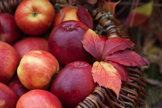 Cosecha fresca de manzanas. Jardinería de otoño.