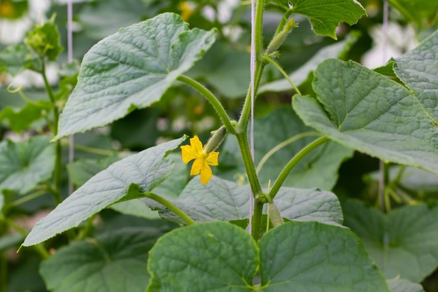 Cosecha fresca de pepinos con flor Invernaderos agrícolas con pepinos orgánicos frescos