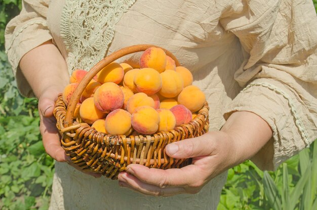 Cosecha fruta albaricoque mujer mayor jardinería albaricoques maduros después de la cosecha