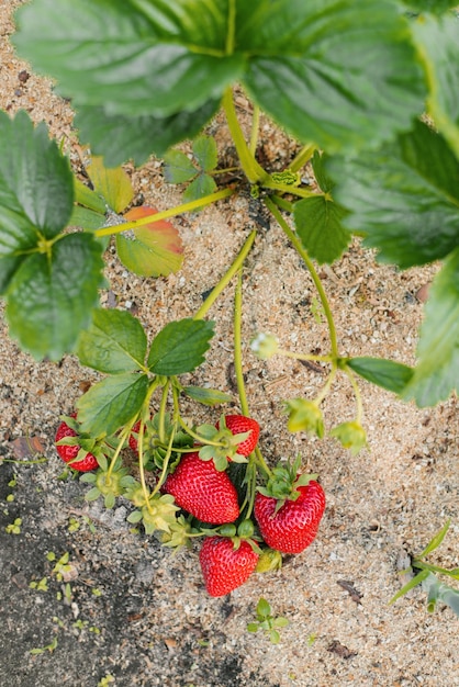 Cosecha de fruta de fresa roja grande madura fresca en invernadero