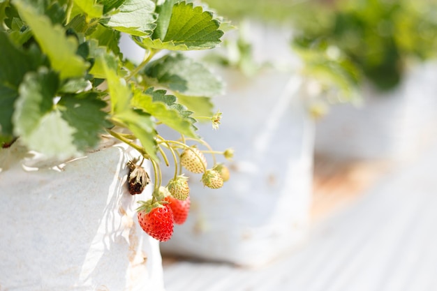 Cosecha de fruta fresca de fresa roja madura