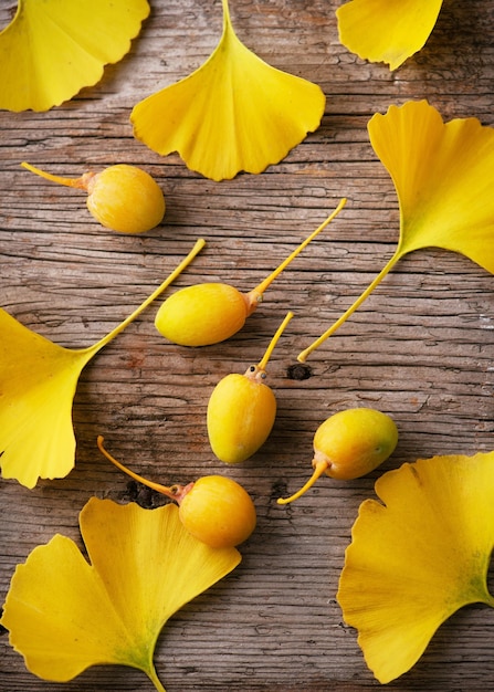Cosecha de frutos de nueces de ginkgo con hojas amarillas en la mesa de madera Medicina alternativa