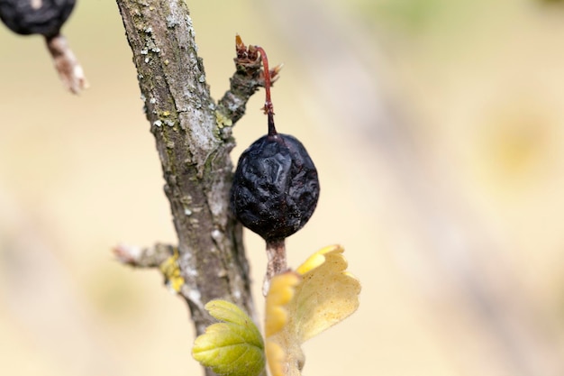 Cosecha de frutos secos