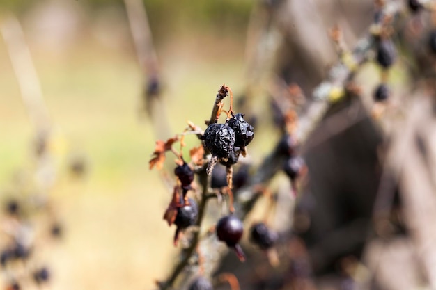 Cosecha de frutos secos