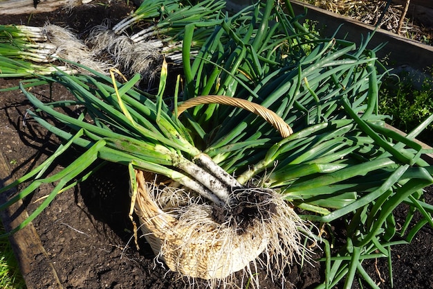 Cosecha gigante de Calot en el huerto recoger cebolla catalana en un huerto orgánico