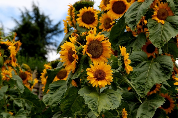 Cosecha de girasol