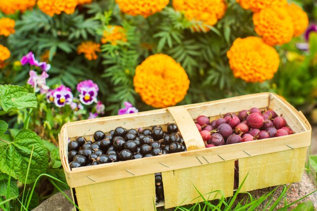 Cosecha de grosellas en una canasta de corteza recolectada en el jardín Trabajo de plantación Cosecha de otoño concepto de alimentos orgánicos saludables de cerca con enfoque selectivo