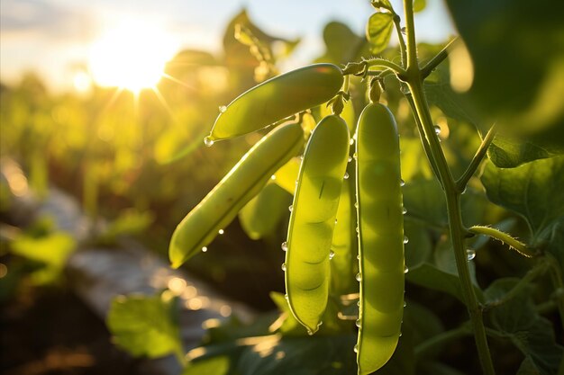 Foto la cosecha de guisantes frescos maduros y exuberantes en una plantación moderna en un hermoso día soleado