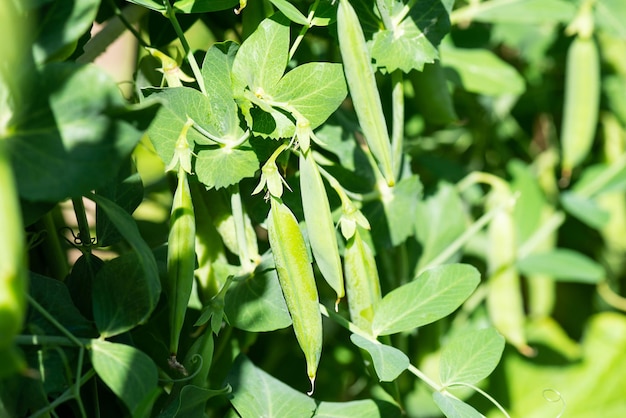 Cosecha de guisantes verdes en las ramas Enfoque selectivo