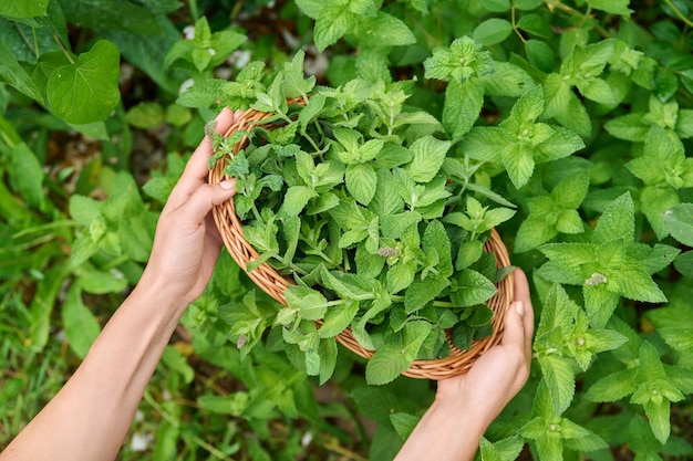 Cosecha de hojas de menta aromática fresca manos de mujer con plato de mimbre de podadora en el jardín de verano