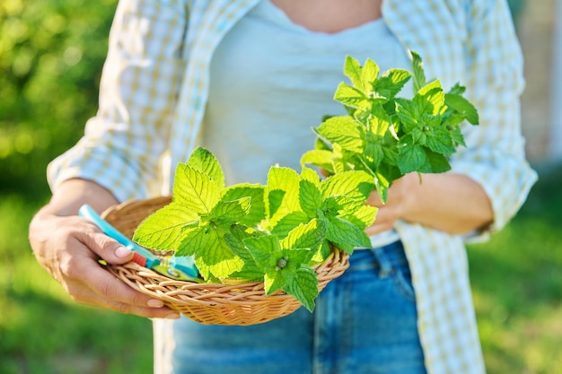 Cosecha de hojas de menta aromática fresca manos de mujer con plato de mimbre de podadora en el jardín de verano