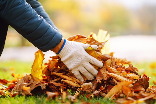 Foto cosecha de hojas de otoño el hombre limpia el parque de otoño de hojas amarillas voluntariado de limpieza