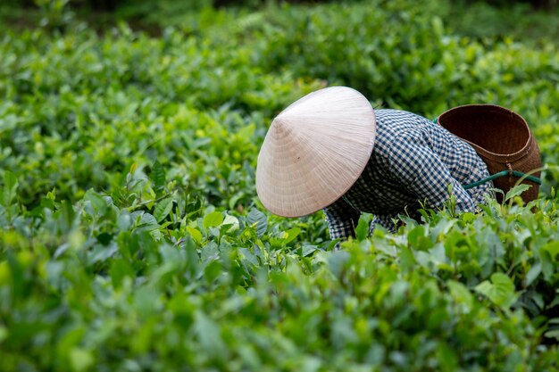 Cosecha de hojas de té en tierras de cultivo de plantaciones de té