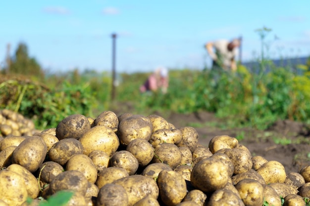 Cosecha de hortalizas ecológicas Agricultura y agricultura Enfoque selectivo Espacio para copiar