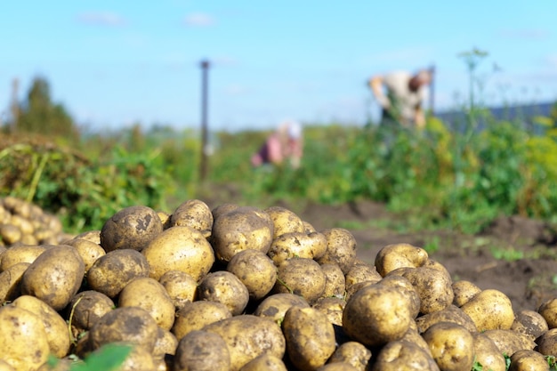 Foto cosecha de hortalizas ecológicas agricultura y agricultura enfoque selectivo espacio para copiar