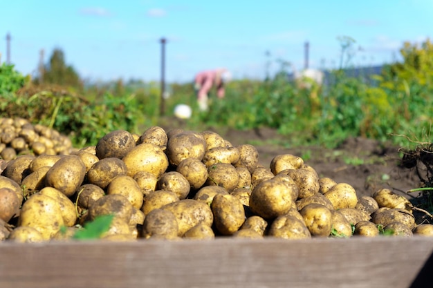 Cosecha de hortalizas ecológicas Agricultura y agricultura Enfoque selectivo