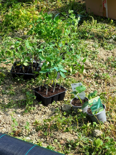 Cosecha de hortalizas lista para trasplantar a huerta en primavera