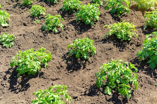 Cosecha de hortalizas orgánicas patata Agricultura y ganadería Enfoque selectivo