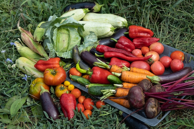 Cosecha de hortalizas recolectadas en el jardín.