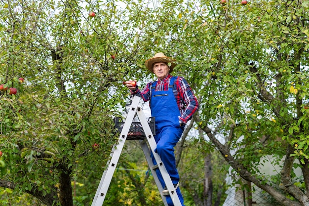 Cosecha de huerta natural de campo Jardinero cultivando manzanas en canasta