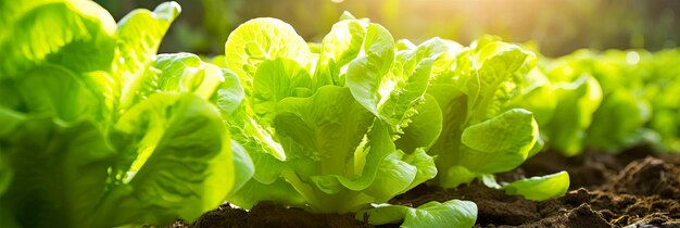 Cosecha de lechuga fresca en el jardín hortalizas saludables verduras ecológicas que crecen en su jardín generadas por IA