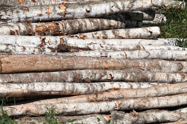 Cosecha de madera de abedul en el bosque, temporada de verano