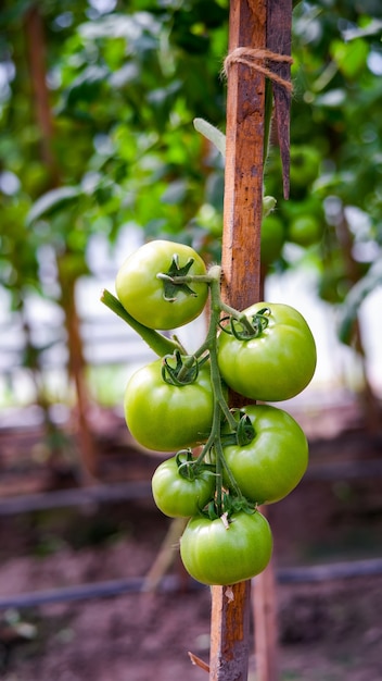 Foto cosecha madura de tomates en los arbustos en invernadero.