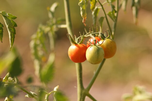 Cosecha maduración de tomates closeup Tomates ecológicos verdes y rojos maduran en arbustos en el jardín