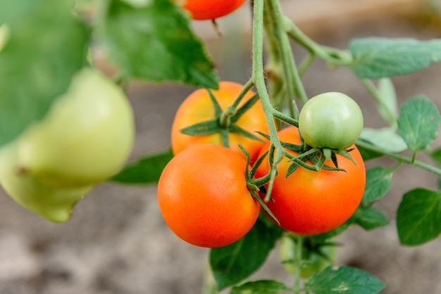 Cosecha de maduración de tomates en invernadero.