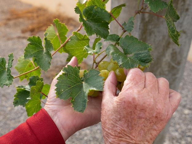 Foto cosecha de manos de agricultores con uvas verdes recién cosechadas