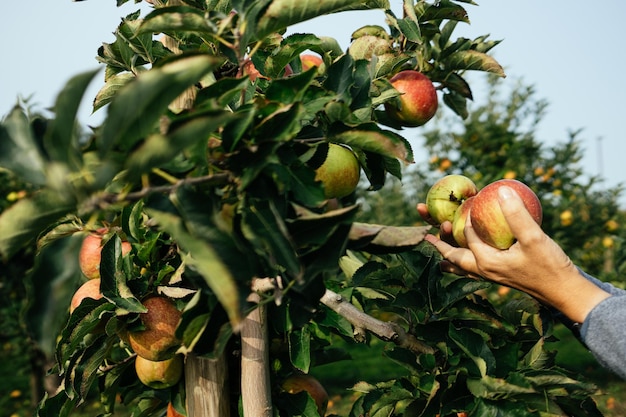 La cosecha manual de manzanas del árbol