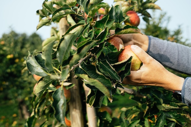 La cosecha manual de manzanas del árbol