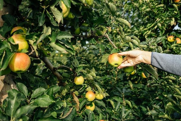 La cosecha manual de manzanas del árbol