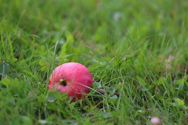 Cosecha de manzana en la hierba