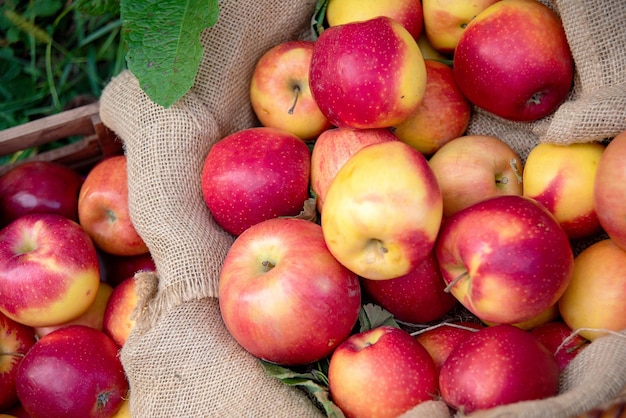 Cosecha de manzana Manzanas rojas maduras en la cesta sobre la hierba verde