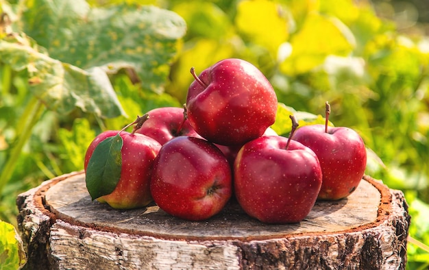 Cosecha de manzanas en el jardín Enfoque selectivo