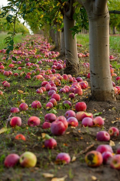 Cosecha de manzanas listas para ser recogidas del huerto en la República de Moldavia.