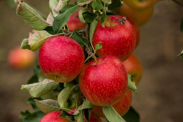 Cosecha de manzanas listas para ser recogidas del huerto en la República de Moldavia.