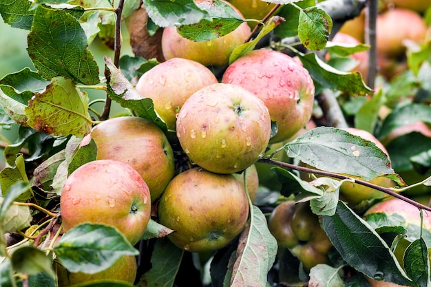 La cosecha de manzanas madura en un árbol.